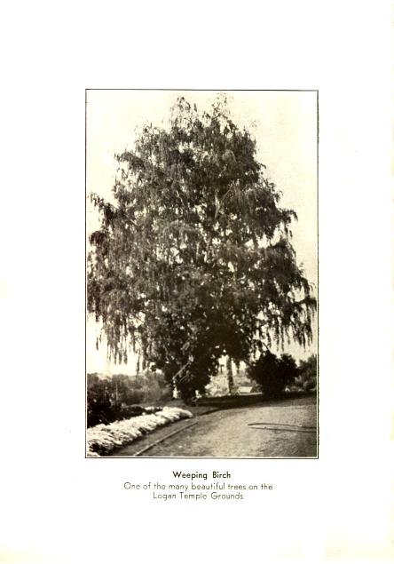 Weeping Birch on Grounds of the Logan Temple